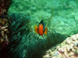 Nemo, i took this Picture in martini Rocks, Fujirah, Unit... by Abeer Bin Jarsh 